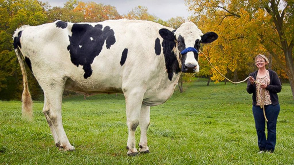 世界一背の高い牛　ブロッソム